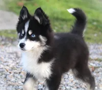 BEAUTIFUL BLUE EYED MAVERICK, a male Siberian Husky and Pomeranian for sale in Hale, MI – 3 of 3