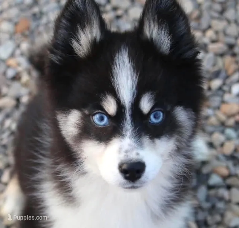 SWEET MAVERICK – Pomeranian puppy for sale in Hale, MI