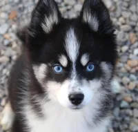 BEAUTIFUL BLUE EYED MAVERICK, a male Siberian Husky and Pomeranian for sale in Hale, MI – 2 of 3