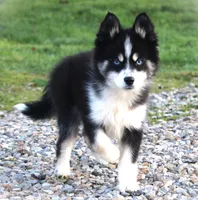 SWEET MAVERICK, a male Pomeranian for sale in Hale, MI – 2 of 3