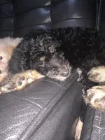 Lainey, a female Belgian Malinois and Goldendoodle for sale in Brooklyn, NY – Photo 2 of 2