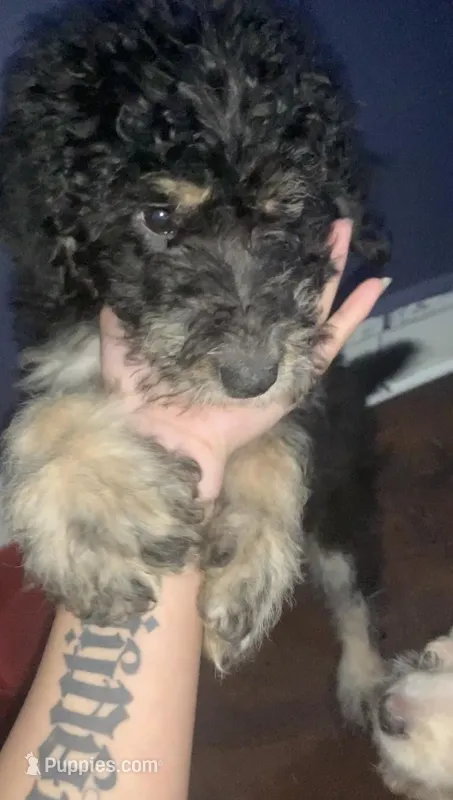 Lainey – Belgian Malinois, Goldendoodle puppy for sale in Brooklyn, NY