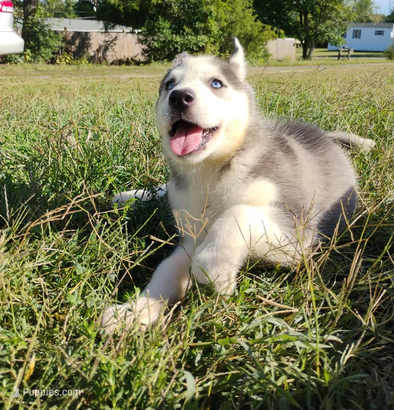 Anna – Siberian Husky puppy for sale in Reidsville, NC