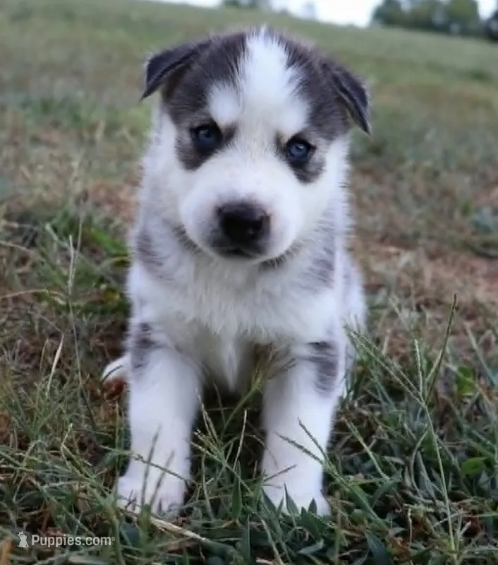 Anna – Siberian Husky puppy for sale in Reidsville, NC
