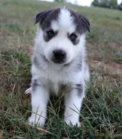Anna, a female Siberian Husky for sale in Reidsville, NC – 1 of 3