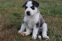 Elsa, a female Siberian Husky for sale in Reidsville, NC – 4 of 4