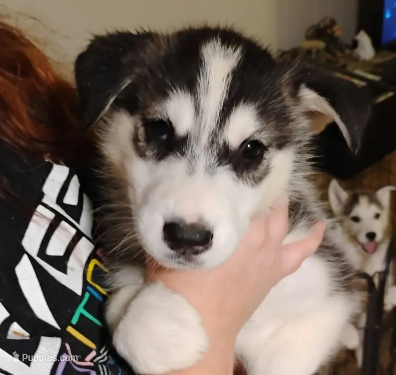 Cinnamon Roll – Siberian Husky puppy for sale in Reidsville, NC