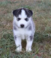 Anna, a female Siberian Husky for sale in Reidsville, NC – 2 of 3
