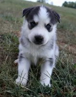 Anna, a female Siberian Husky for sale in Reidsville, NC – 3 of 3