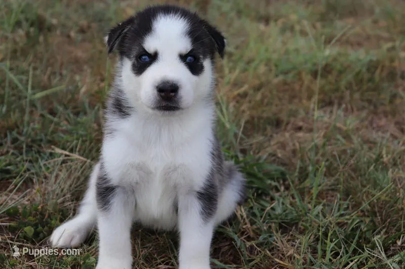 Elsa – Siberian Husky puppy for sale in Reidsville, NC