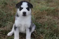 Elsa, a female Siberian Husky for sale in Reidsville, NC – 1 of 4
