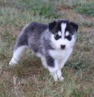 Cinnamon Roll, a female Siberian Husky for sale in Reidsville, NC – 3 of 3