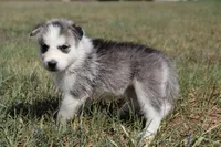 Raya, a female Siberian Husky for sale in Reidsville, NC – 2 of 3