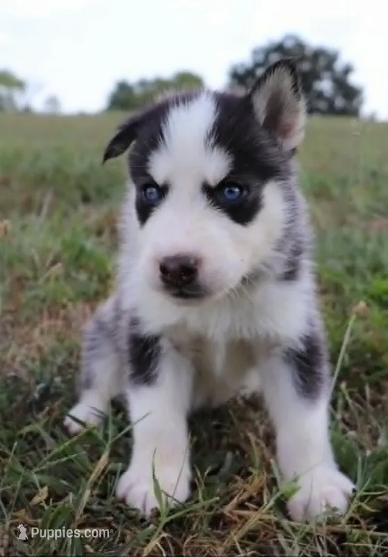 Rocket – Siberian Husky puppy for sale in Reidsville, NC