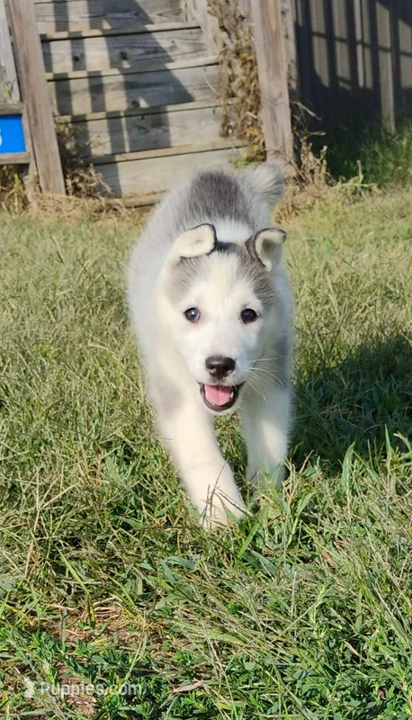 Raya – Siberian Husky puppy for sale in Reidsville, NC