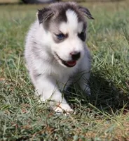 Turbo, a male Siberian Husky for sale in Reidsville, NC – 3 of 4