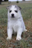 Raya, a female Siberian Husky for sale in Reidsville, NC – 3 of 3
