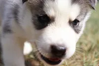 Turbo, a male Siberian Husky for sale in Reidsville, NC – 2 of 4