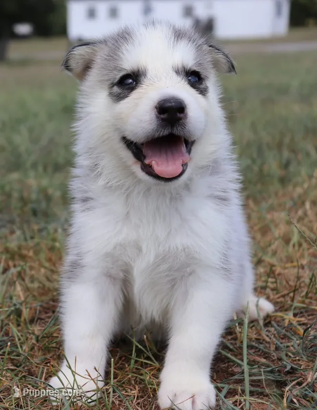 Raya – Siberian Husky puppy for sale in Reidsville, NC