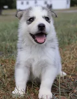 Raya, a female Siberian Husky for sale in Reidsville, NC – 1 of 3