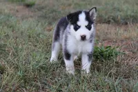 Rocket, a male Siberian Husky for sale in Reidsville, NC – 3 of 3