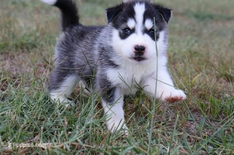 Cinnamon Roll – Siberian Husky puppy for sale in Reidsville, NC