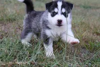 Cinnamon Roll, a female Siberian Husky for sale in Reidsville, NC – 1 of 3