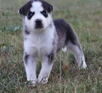 Elsa, a female Siberian Husky for sale in Reidsville, NC – 3 of 4