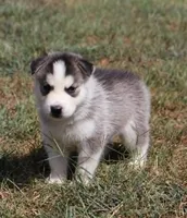 Turbo, a male Siberian Husky for sale in Reidsville, NC – 4 of 4