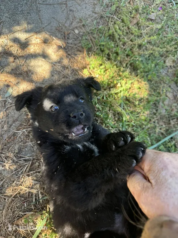 Maxie – Australian Shepherd puppy for sale in Greensboro, NC