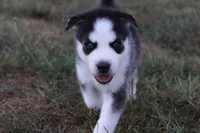 Elsa, a female Siberian Husky for sale in Reidsville, NC – 2 of 4