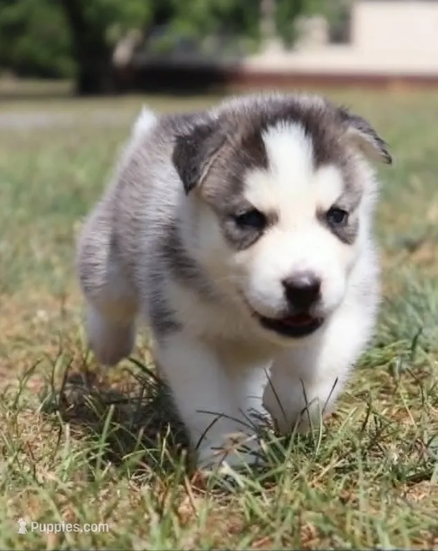 Turbo – Siberian Husky puppy for sale in Reidsville, NC