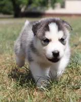 Turbo, a male Siberian Husky for sale in Reidsville, NC – 1 of 4