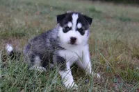 Cinnamon Roll, a female Siberian Husky for sale in Reidsville, NC – 2 of 3