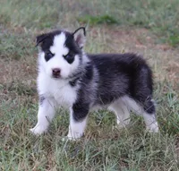 Rocket, a male Siberian Husky for sale in Reidsville, NC – 2 of 3