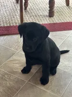AKC Registered Black Female Lab Retriever , a female Labrador Retriever for sale in Flatgap, KY – 3 of 5