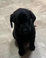AKC Registered Black Female Lab Retriever , a female Labrador Retriever for sale in Flatgap, KY – 5 of 5