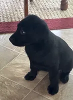 AKC Registered Black Female Lab Retriever , a female Labrador Retriever for sale in Flatgap, KY – 2 of 5