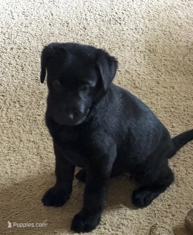 AKC Registered Black Female Lab Retriever  – Labrador Retriever puppy for sale in Flatgap, KY