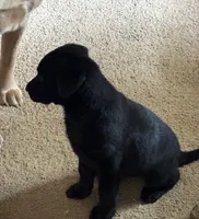 AKC Registered Black Female Lab Retriever , a female Labrador Retriever for sale in Flatgap, KY – 4 of 5