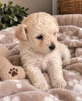 No Name Yet, a  Bichpoo for sale in Graham, NC – 1 of 1