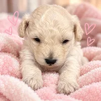 Not Yet Named, a  Bichpoo for sale in Graham, NC – 1 of 1