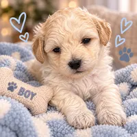 No Name Yet, a  Bichpoo for sale in Graham, NC – 1 of 1