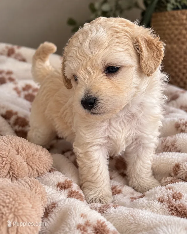 No Name Yet – Bichpoo puppy for sale in Graham, NC
