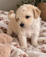 No Name Yet, a  Bichpoo for sale in Graham, NC – 1 of 1