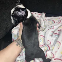 Joy, a female Boston Terrier for sale in Rock Hill, SC – Photo 1 of 2