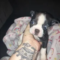 Joy, a female Boston Terrier for sale in Rock Hill, SC – Photo 2 of 2