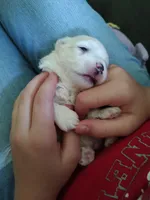 Bacter, a male Maltese for sale in Rossville, IN – 9 of 10