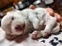 Bacter, a male Maltese for sale in Rossville, IN – 10 of 10