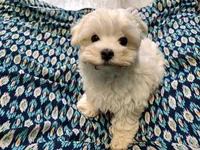Bacter, a male Maltese for sale in Rossville, IN – 6 of 10
